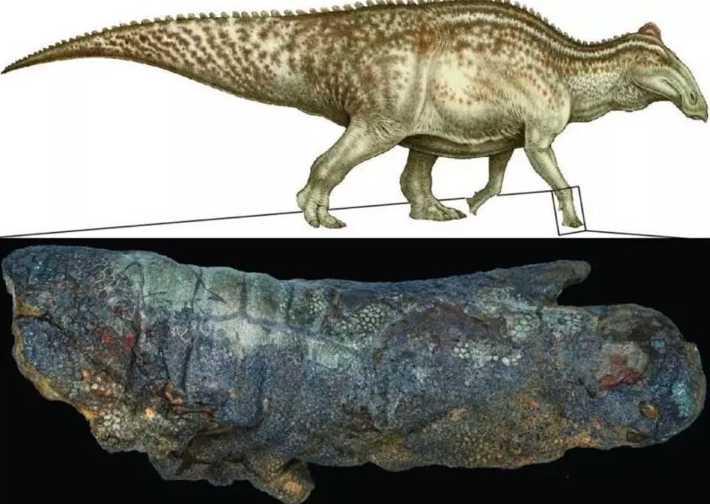 Открыт новый способ мумифицирования динозавра