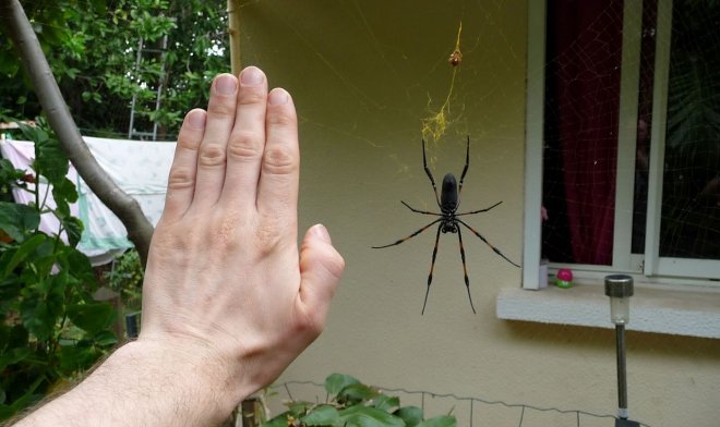 Паутина паука Йоро может выдержать вес взрослой птицы