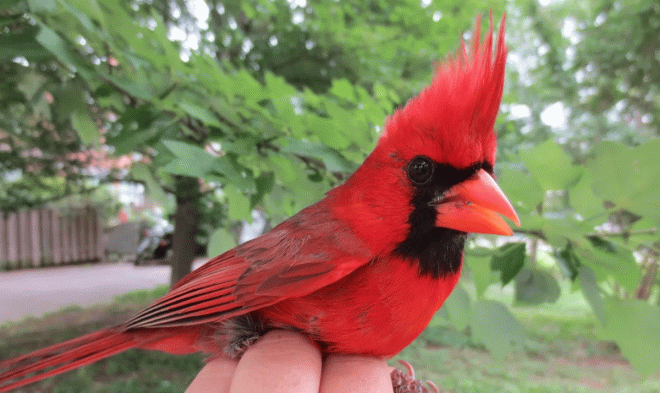 Паутина паука Йоро может выдержать вес взрослой птицы