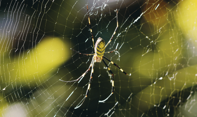 Паутина паука Йоро может выдержать вес взрослой птицы