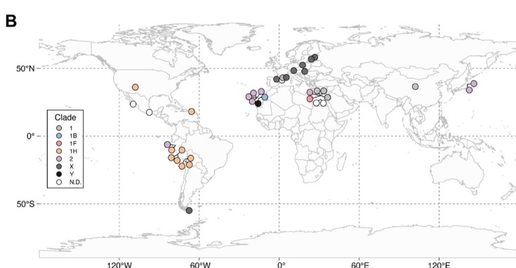 Столбнячная палочка из шеститысячелетней мумии вызвала паралич у мыши