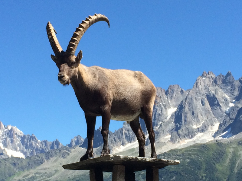 Возрождение древних животных — насколько это реально и чем может обернуться