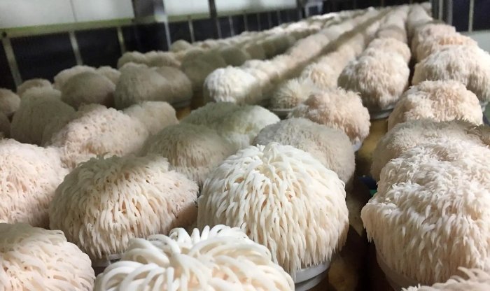 Австралийские ученые обнаружили в съедобных грибах соединения, улучшающие память 