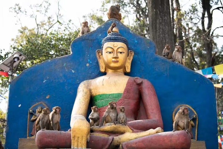 Что такого в человеческом мозге, что делает нас умнее других животных?