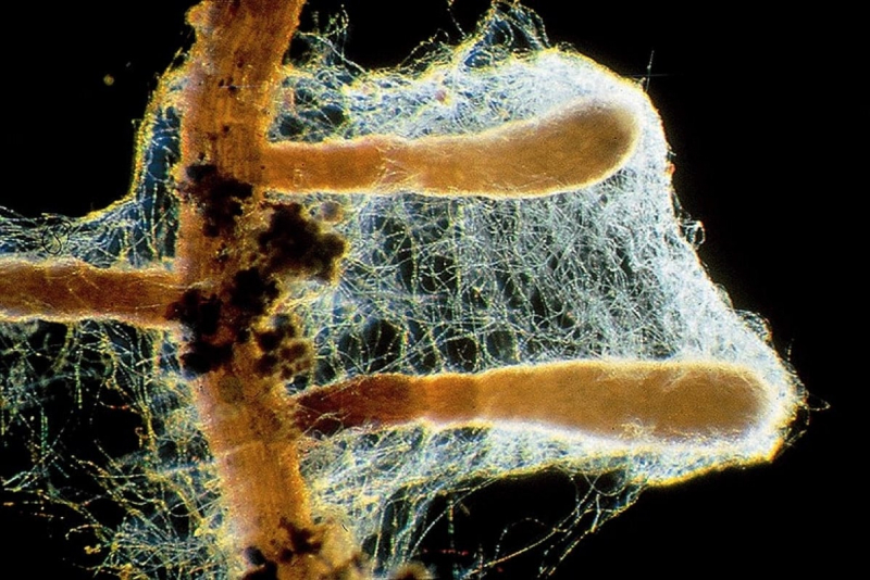 Исследования не подтвердили способность деревьев &laquo;общаться&raquo; через грибную сеть