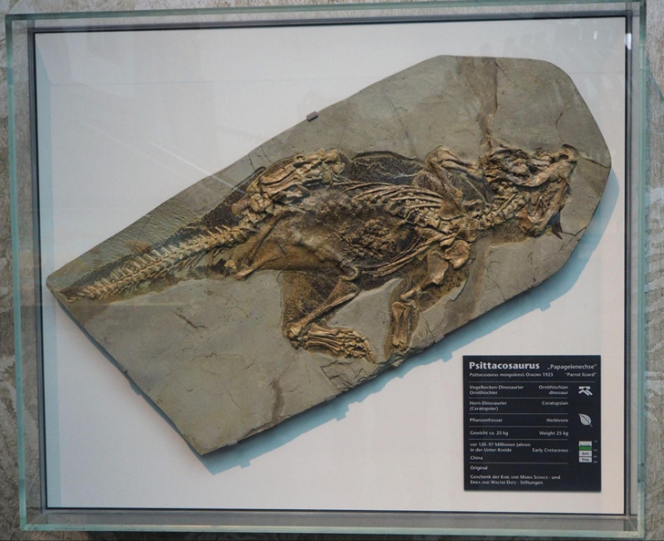 Как синозавроптерикс изменил наши представления о динозаврах