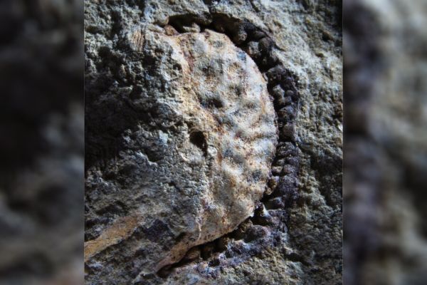 Палеонтологи обнаружили древнее цветковое растение возрастом 80 млн лет