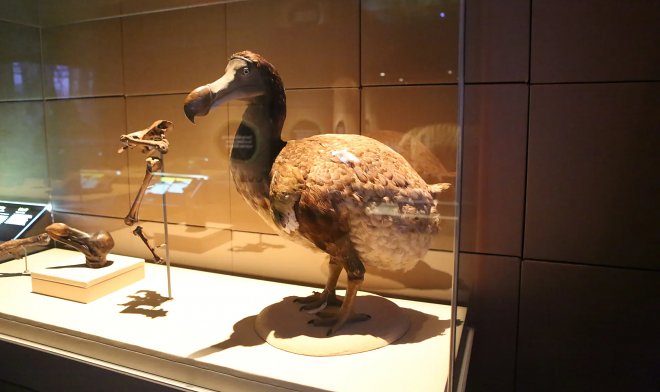 После мамонта и тилацина компания Colossal займется воскрешением вымершего дронта 