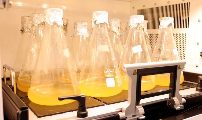 Австралийские ученые нашли фермент, который позволяет добывать электричество из воздуха 