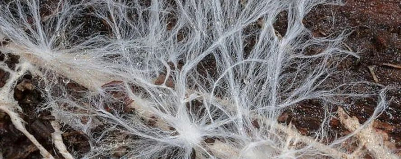 Британские ученые создали «живой» компьютер из грибов