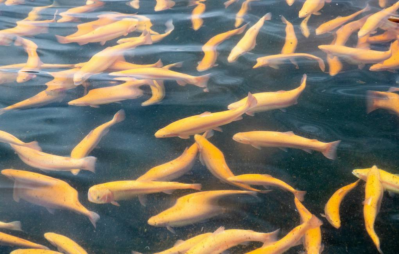 Органы равновесия рыб можно использовать для определения уровня радиации