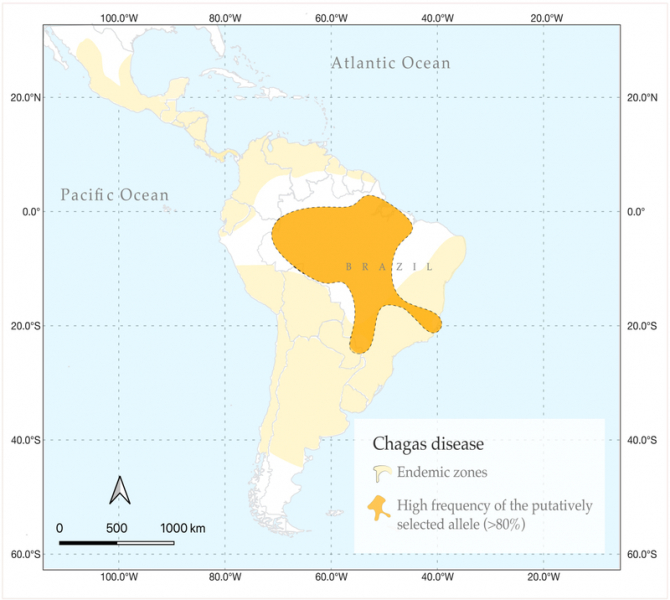 Племена тропических лесов Амазонки оказались устойчивы к болезни Шагаса