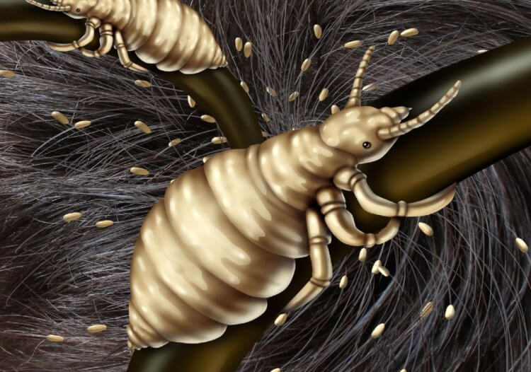 Почему у людей не растет шерсть &mdash; самые популярные гипотезы