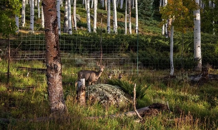 Самый крупный организм Земли медленно поедают прямо у нас на глазах 
