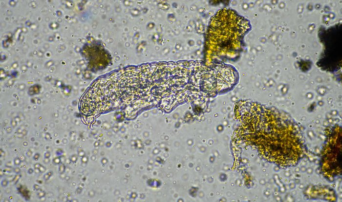 Секрет выживания тихоходок может спасти миллионы человеческих жизней