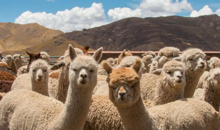 Ученые из Стэнфорда скопировали ИИ ChatGPT всего за $600