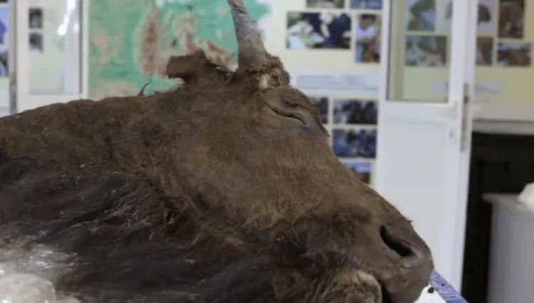 Ученые клонируют древнего бизона, отлично сохранившегося в древней мерзлоте