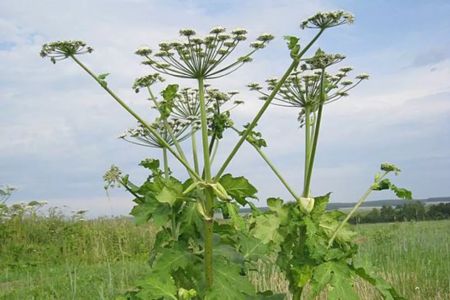 Ученые назвали топ-100 самых опасных чужеродных биологических видов в России