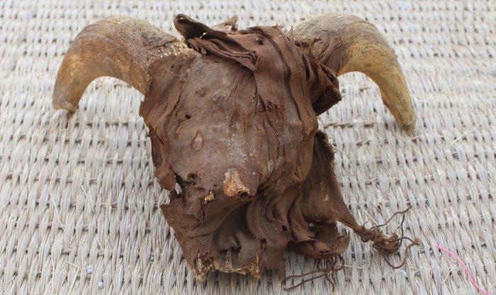 В руинах древнеегипетского храма нашли тысячи мумифицированных бараньих голов