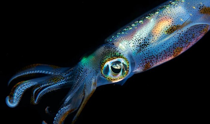 Биоинженеры сумели создать человеческие клетки с камуфляжными свойствами кальмара