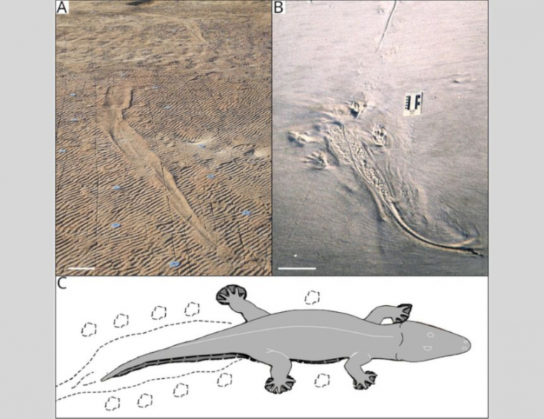 Древние амфибии перемещались как крокодилы 250 лет назад
