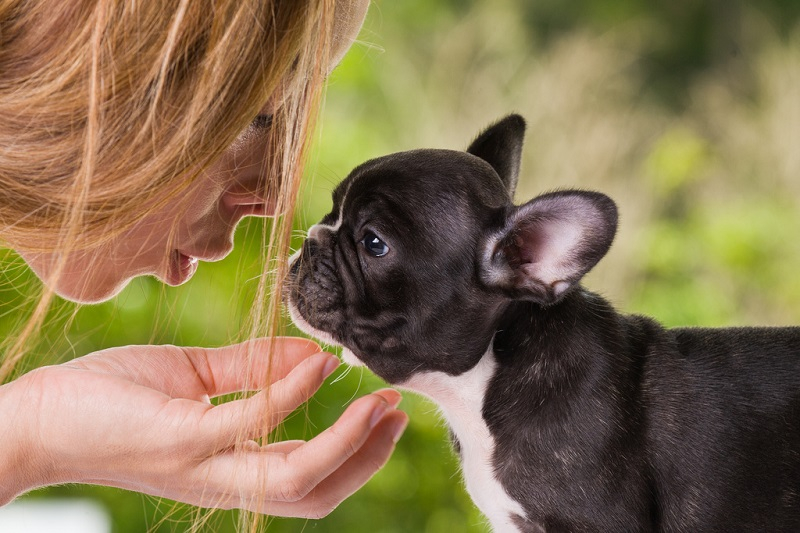 Древние римляне разводили собак с плоской мордой