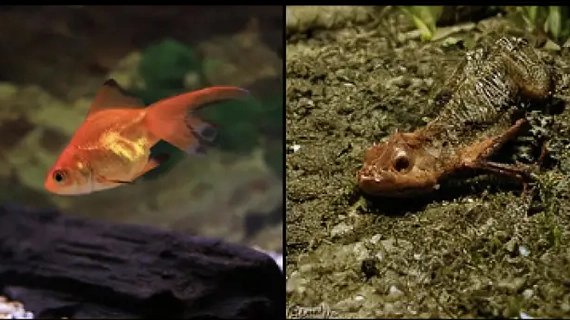 Искусственный интеллект научился читать мысли, изучая снимки мозга