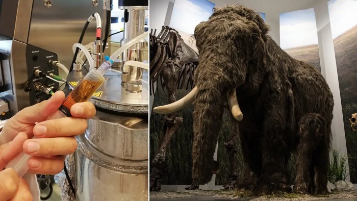 Котлеты из мяса мамонта оказались неожиданно вкусными