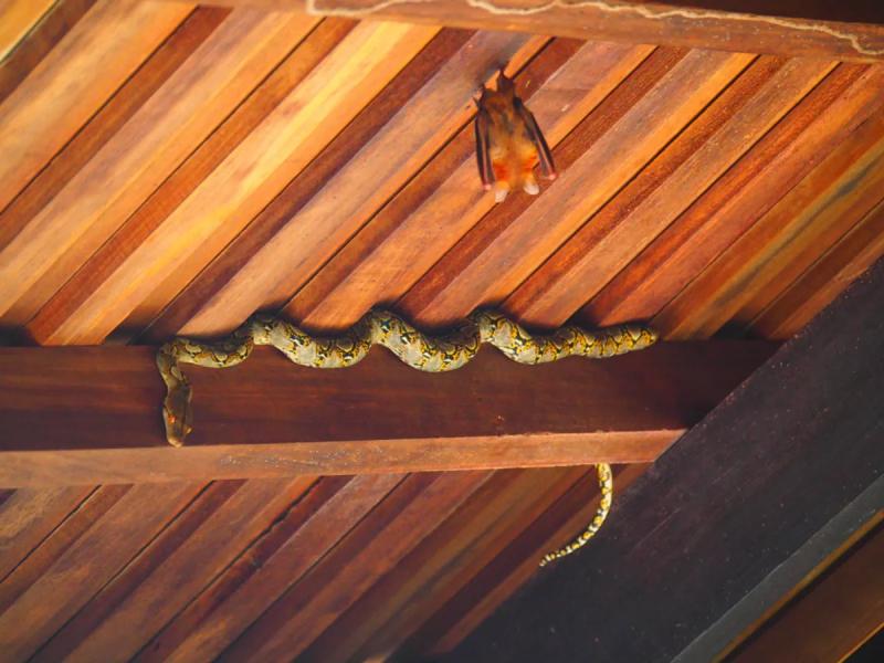 Питоны могут достигать в длину более 10 метров