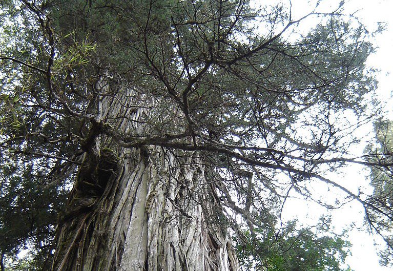 Самое старое дерево растет в Чили и ему  5000 лет