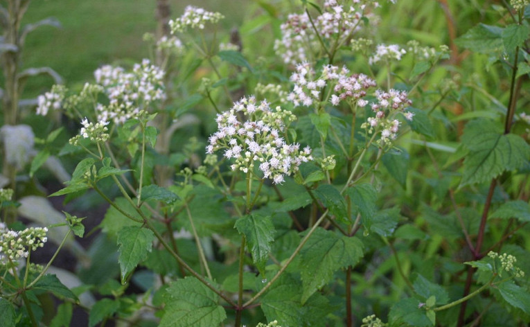 Самые ядовитые растения на&nbsp;планете