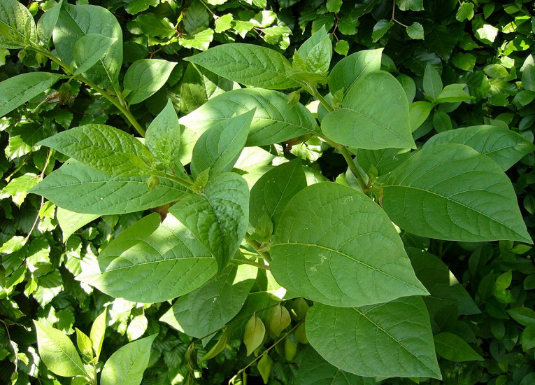 Самые ядовитые растения на&nbsp;планете