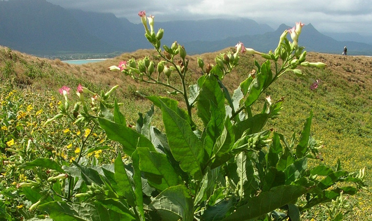 Самые ядовитые растения на&nbsp;планете
