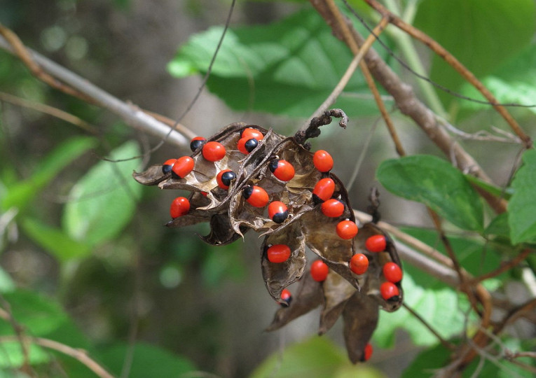 Самые ядовитые растения на&nbsp;планете