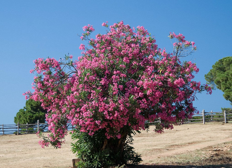 Самые ядовитые растения на&nbsp;планете
