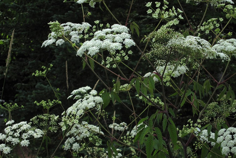 Самые ядовитые растения на&nbsp;планете
