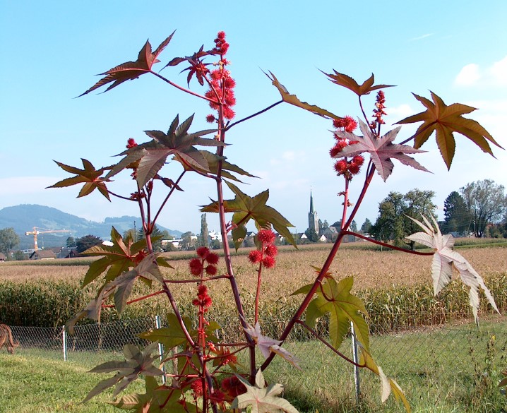 Самые ядовитые растения на&nbsp;планете