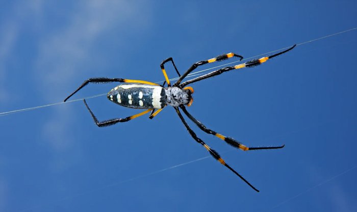 Шелк насекомых оказался отличным материалом для восстановления поврежденных нервов