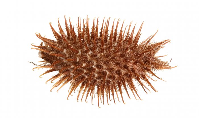 Смертельно опасный сорняк может подарить нашей коже вторую жизнь