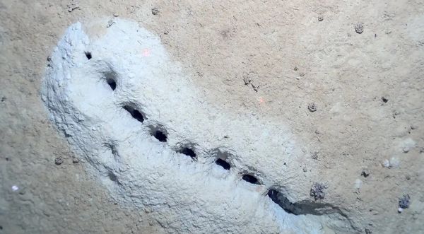 Загадочные ряды отверстий на дне Берингова моря приписали ракообразным