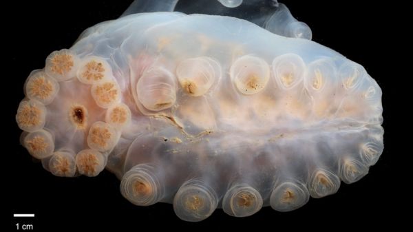 В Тихом океане обнаружили 5 тыс. ранее неизвестных существ. Посмотрите на некоторые из них