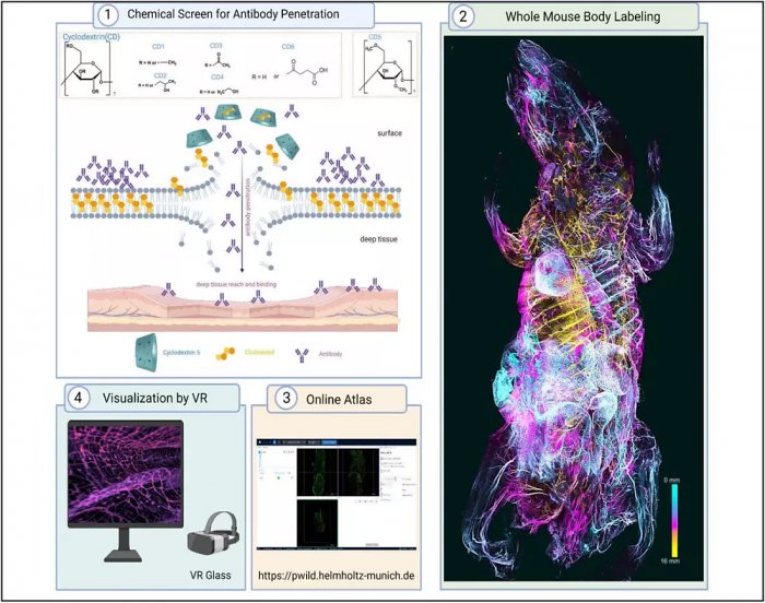 Немецкие ученые нашли способ делать тела существ прозрачными