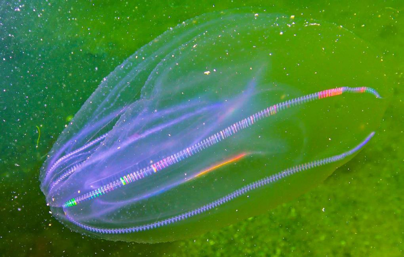 Первые многоклеточные животные были больше похожи на гребневиков, чем на губки, показало исследование генетиков из университета Калифорнии в Беркли.