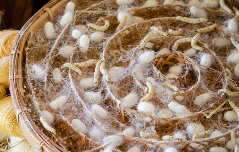 Уникальный вирус шелкопряда может стать универсальным инсектицидом