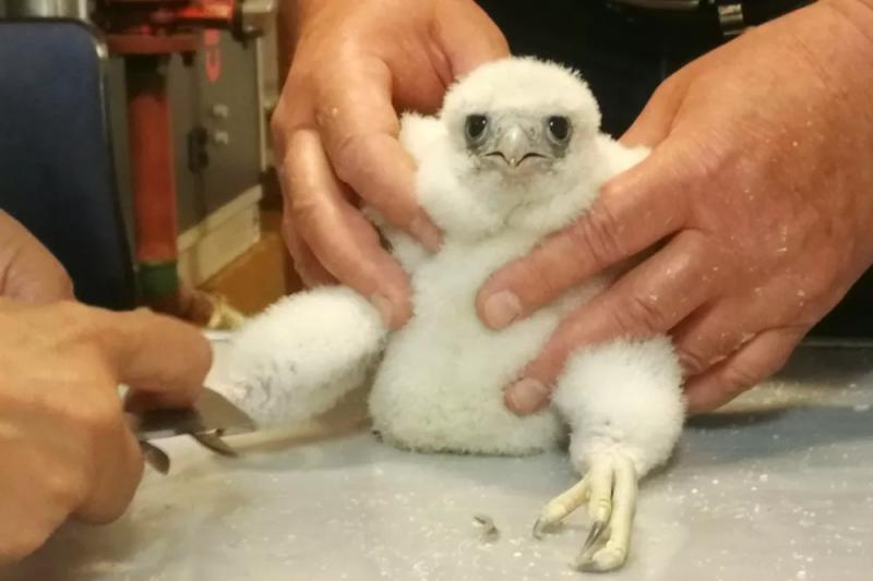 Голуби мечтают о полете: ученые из Германии и Франции подтверждают, что птицы летают во сне