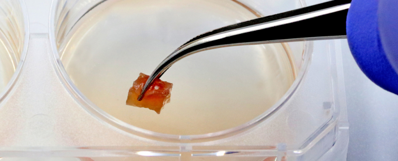 Искусственное мясо: проблемы о которых мало кто знает