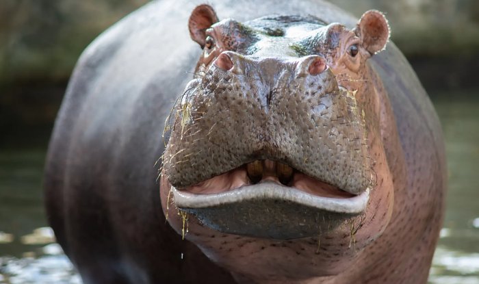 &laquo;Кокаиновые&raquo; бегемоты Эскобара стали огромной проблемой в Колумбии