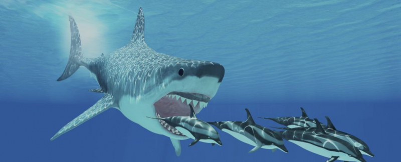 Мегалодон: теплокровный хищник, который стал жертвой изменений в мире океанов