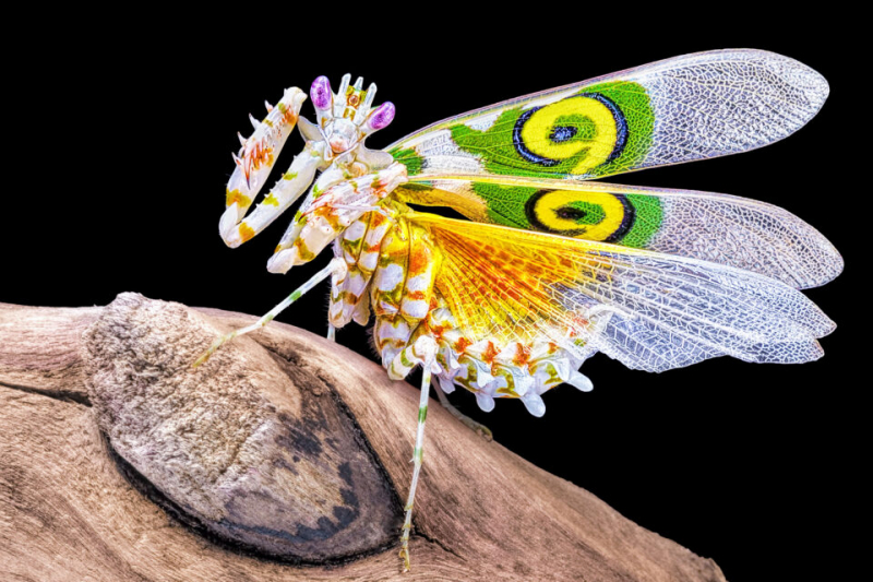 Насекомые &ndash; животные или нет?