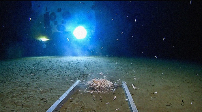 Открытие магниточувствительных бактерий на дне Марианского желоба: ключ к пониманию происхождения жизни на Земле и других планетах